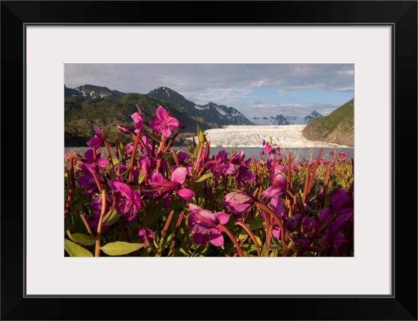 Dwarf fireweed growing on the shoreline of Grewingk Glacier Lake with glacier in background, Kenai Peninsula