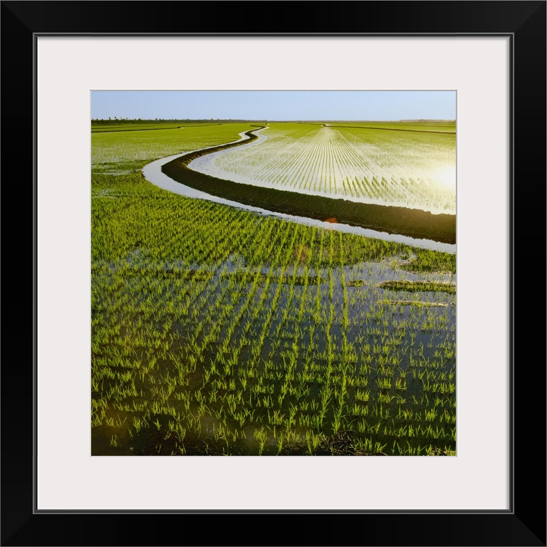 Early growth rice plants in a newly flooded field with a levee