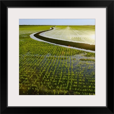 Early growth rice plants in a newly flooded field with a levee