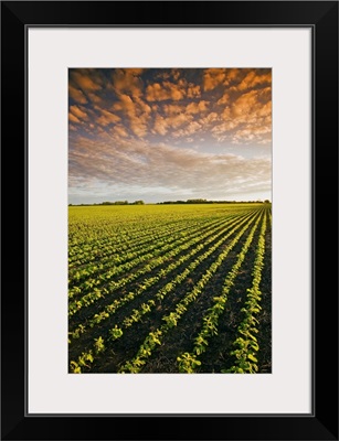 Early Growth Soybean Field Near Lorette, Manitoba, Canada