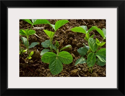 Early growth soybean plants growing in a minimum tillage field, Mississippi