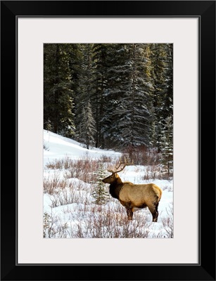 Elk In Winter Forest, Banff National Park, Alberta, Canada