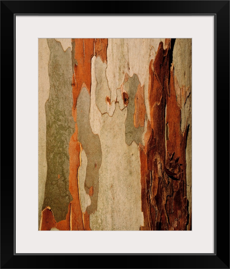 Eucalyptus bark, mount usher, co Wicklow, Ireland.