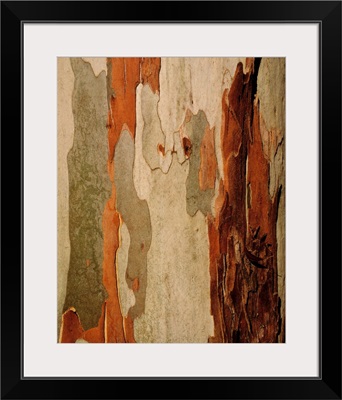 Eucalyptus Bark, Mount Usher, Co Wicklow, Ireland