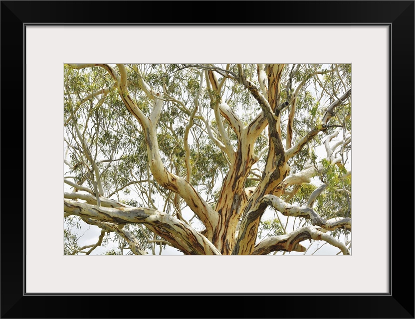 Eucalyptus Tree, Great Sandy National Park, Queensland, Australia