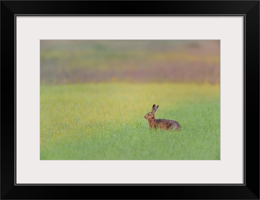 European Brown Hare (Lepus europaeus) in Grain Field, Gunzenhausen, Weissenburg-Gunzenhausen, Bavaria, Germany