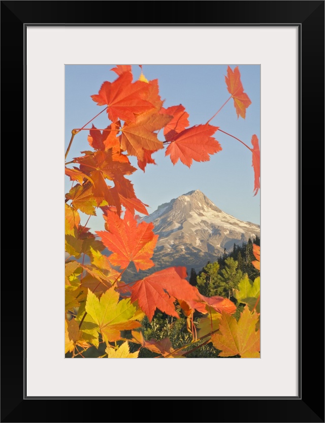 Fall Colors From Bonney Butte, Mt Hood National Forest, Oregon