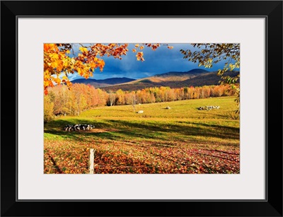 Fall Colours, Cows In Field And Mont Sutton, Sutton, Quebec, Canada