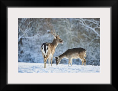 Fallow Deer (Dama Dama) On A Snowy Meadow, Bavaria, Germany