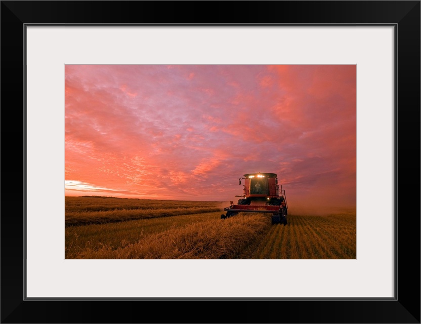 Farmer Harvesting Oat Crop With A Combine At Dusk, Manitoba, Canada