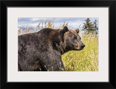 Female Brown Bear, Alaska Wildlife Conservation Center, Portage, Alaska