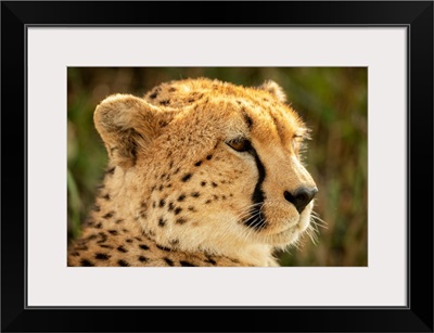 Female Cheetah Head Facing Right, Klein's Camp, Serengeti National Park, Tanzania