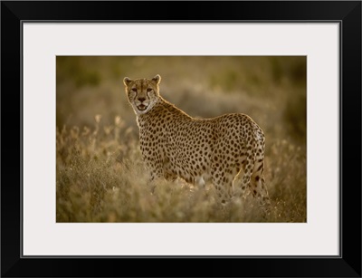 Female Cheetah Stands In Grass Watching Camera, Serengeti National Park, Tanzania