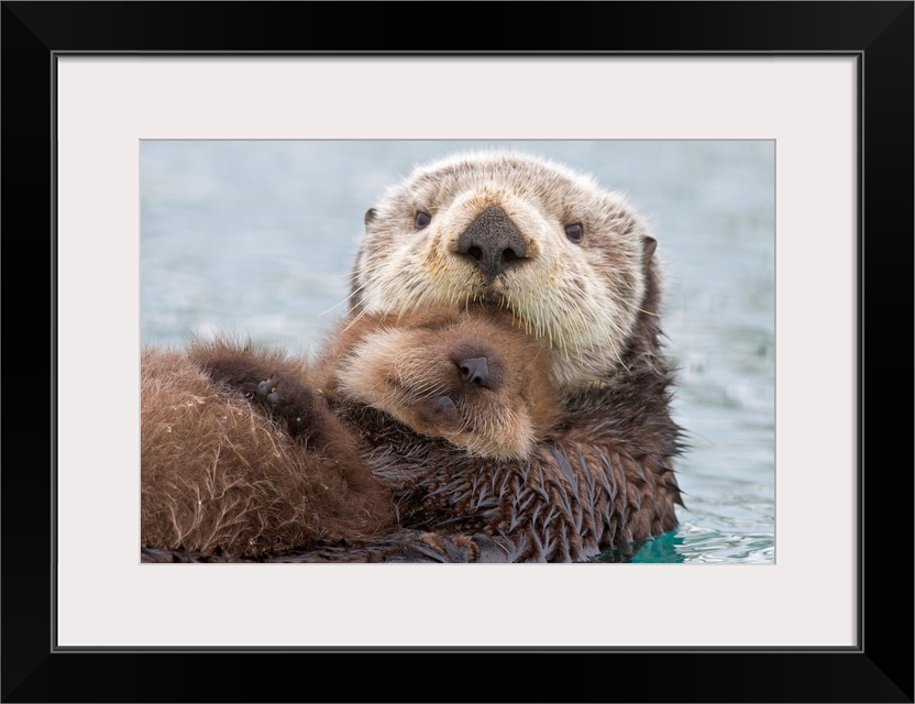 Sea otter (Enhudra lutris), closeup, swimming on back with pup riding on her belly, Prince William Sound, southcentral, wi...