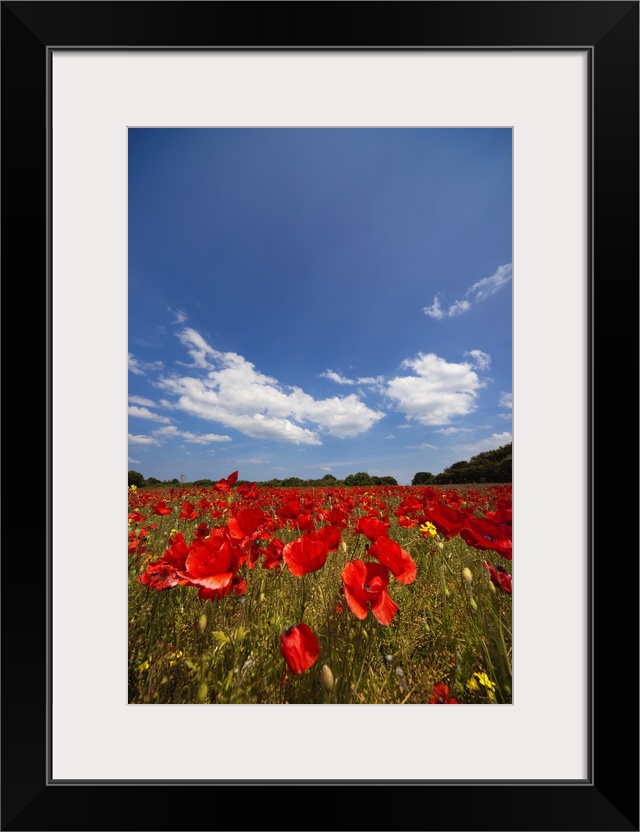 Field Full Of Red Flowers; Northumberland, England