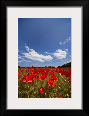 Field Full Of Red Flowers; Northumberland, England