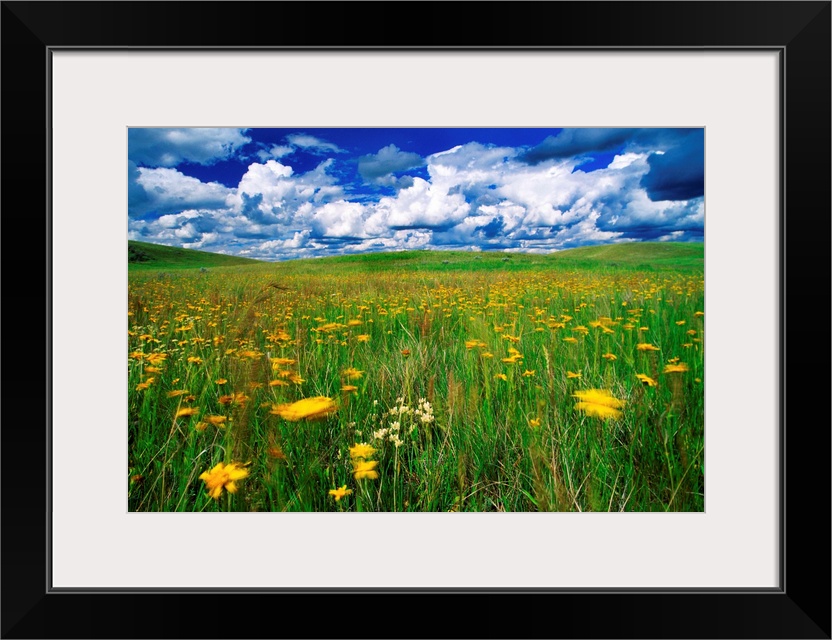 Field Of Flowers, Grasslands National Park, Saskatchewan, Canada