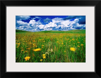 Field Of Flowers, Grasslands National Park, Saskatchewan, Canada