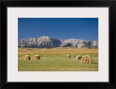 Field Of Hay Bales, Alberta, Canada