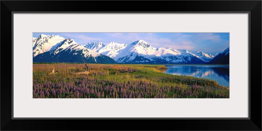 Field Of Lupine Flowers Along Turnagain Arm, Southcentral, Alaska