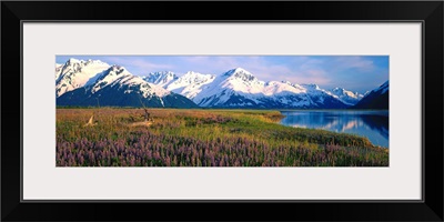 Field Of Lupine Flowers Along Turnagain Arm, Southcentral, Alaska