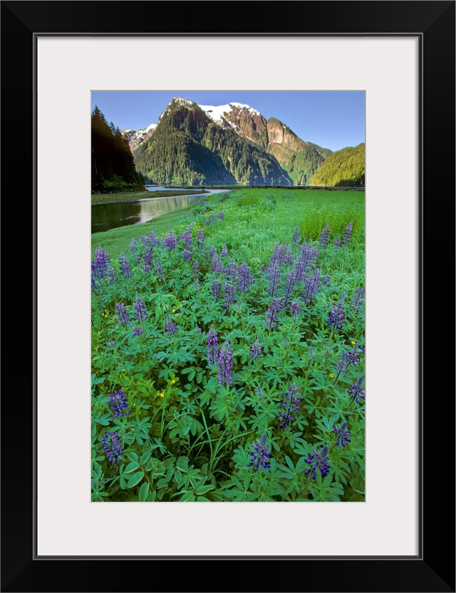 Field of Lupine & Rudyerd River Misty Fjords Monument