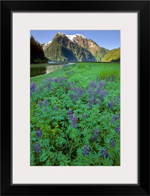 Field of Lupine & Rudyerd River Misty Fjords Monument