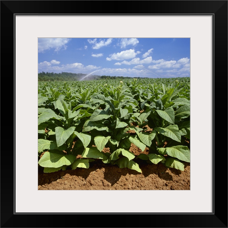 Field of mid growth Flue Cured tobacco plants, with sprinkler irrigation