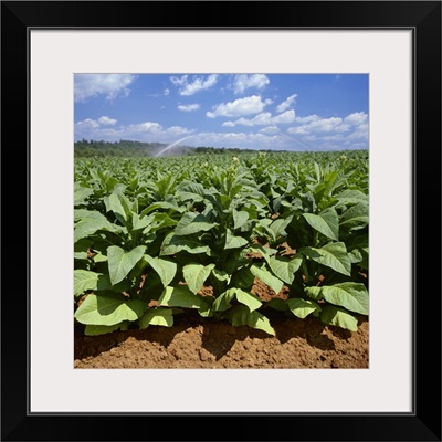 Field of mid growth Flue Cured tobacco plants, with sprinkler irrigation