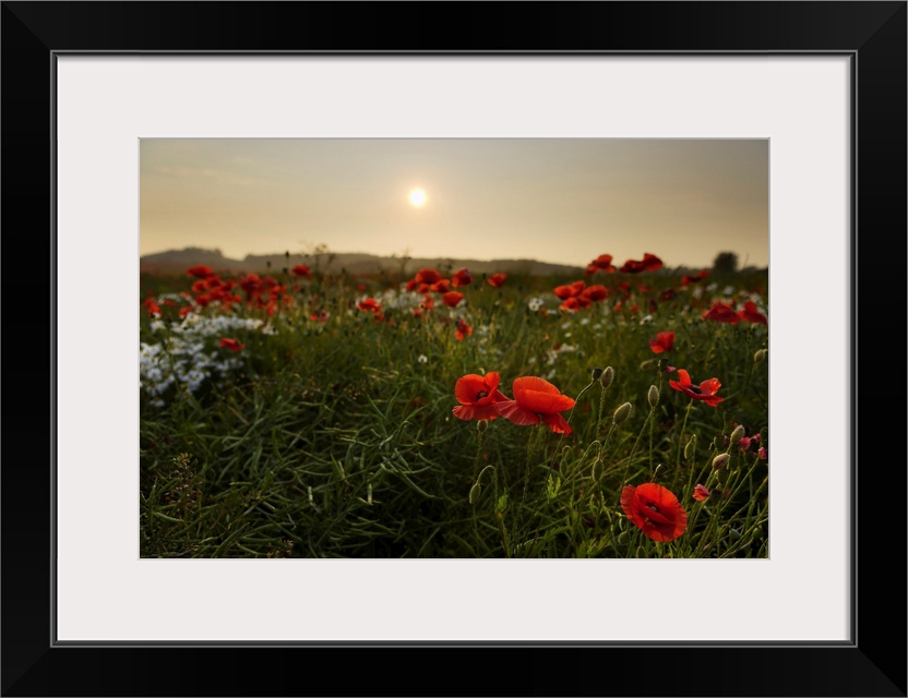 Field of Poppies, Midlothian, Scotland, United Kingdom