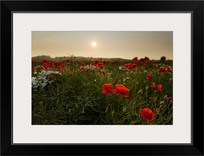 Field Of Poppies, Midlothian, Scotland, United Kingdom