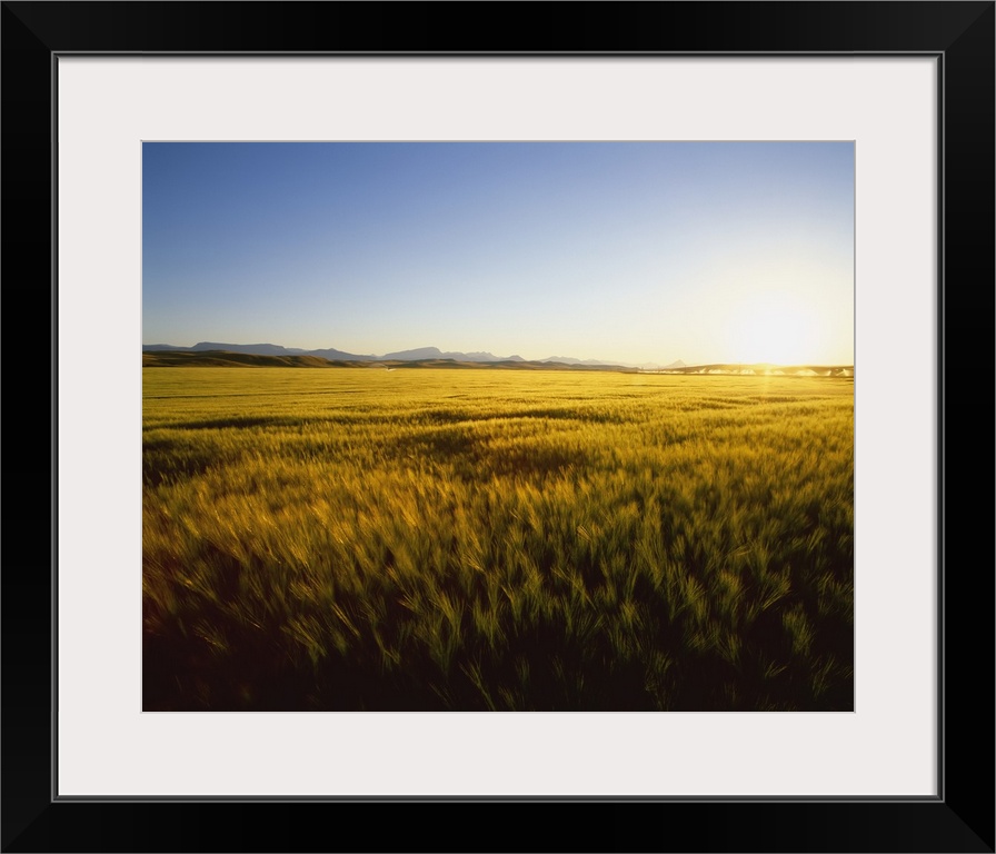 Field of ripening barley in sunset light with the Rocky Mountains in the distance