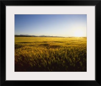 Field of ripening barley in sunset light with the Rocky Mountains in the distance