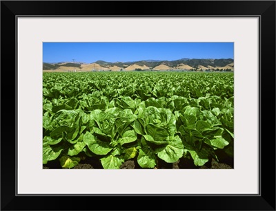 Field of Romaine lettuce in midsummer