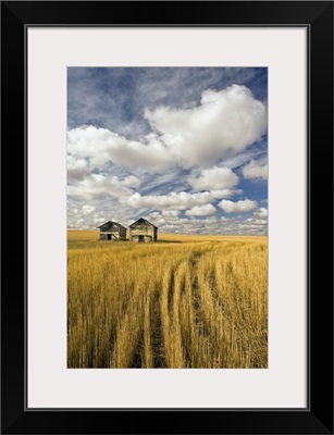 Field Showing Remains Of Wheat Straw After Summer Hail Damage, Saskatchewan