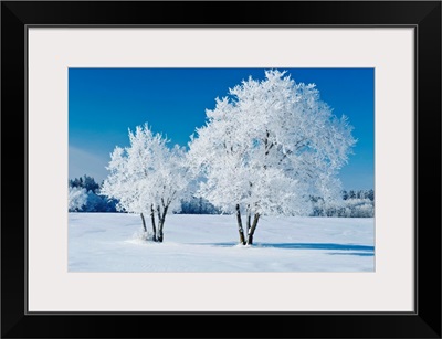 Field With Frost Covered Trees, Birds Hill Provincial Park, Manitoba, Canada