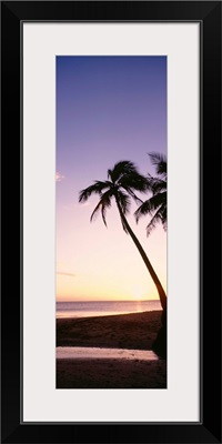 Fiji, Palm Trees Silhouetted On Beach At Sunset
