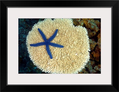 Fiji, Vanua Levu, Starfish (Linckia Laevigata) On A Hard Plate Coral