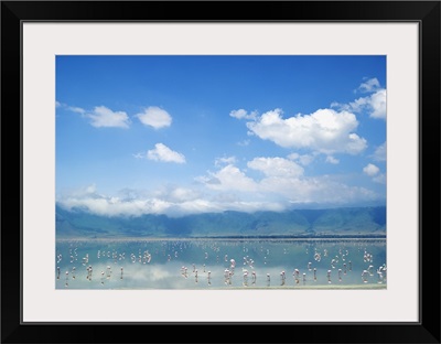 Flamingos In Lake Ngorongoro; Tanzania