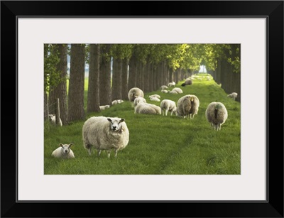 Flock Of Sheep, Wolphaartsdijk, Zeeland, Netherlands