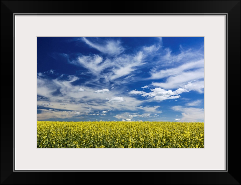 Flowering canola field with dramatic white clouds and blue sky