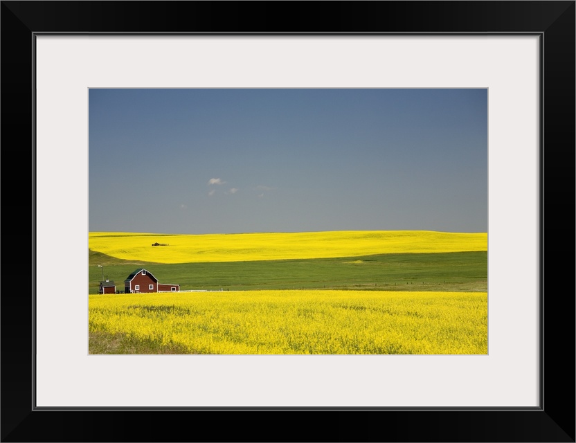 Flowering Canola Fields And A Red Barn; Alberta, Canada