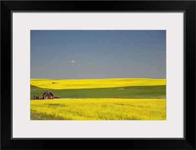 Flowering Canola Fields And A Red Barn; Alberta, Canada