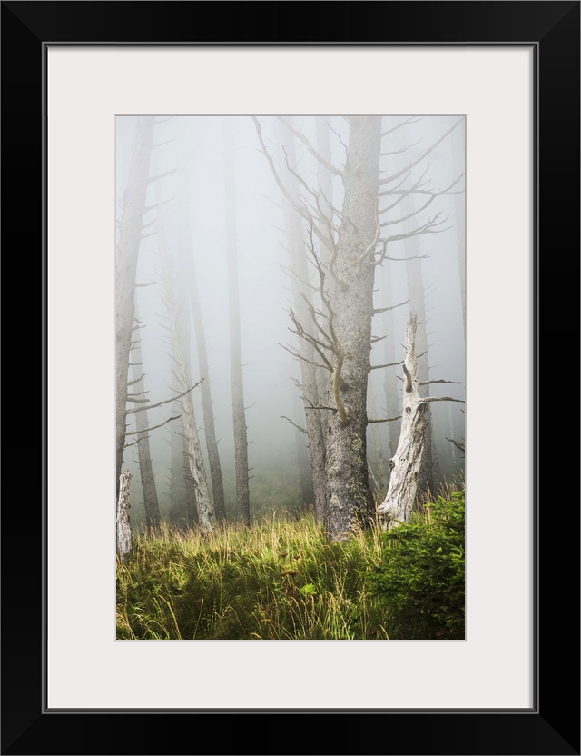 Fog in the forest at Ecola State Park; Cannon Beach, Oregon, United States of America