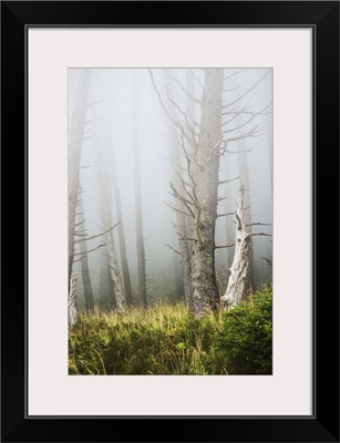 Fog in the forest at Ecola State Park; Cannon Beach, Oregon