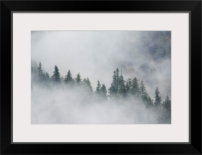 Fog rises among the trees on Fox Island, south of Seward, Alaska. June.