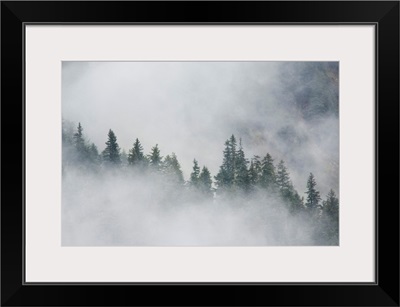 Fog rises among the trees on Fox Island. Kenai Fjords. Summer Kenai Peninsula Alaska