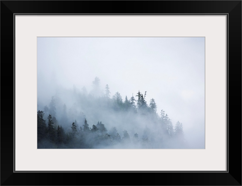 Fog shrouded trees along the British Columbia coastline near Prince Rupert, Canada