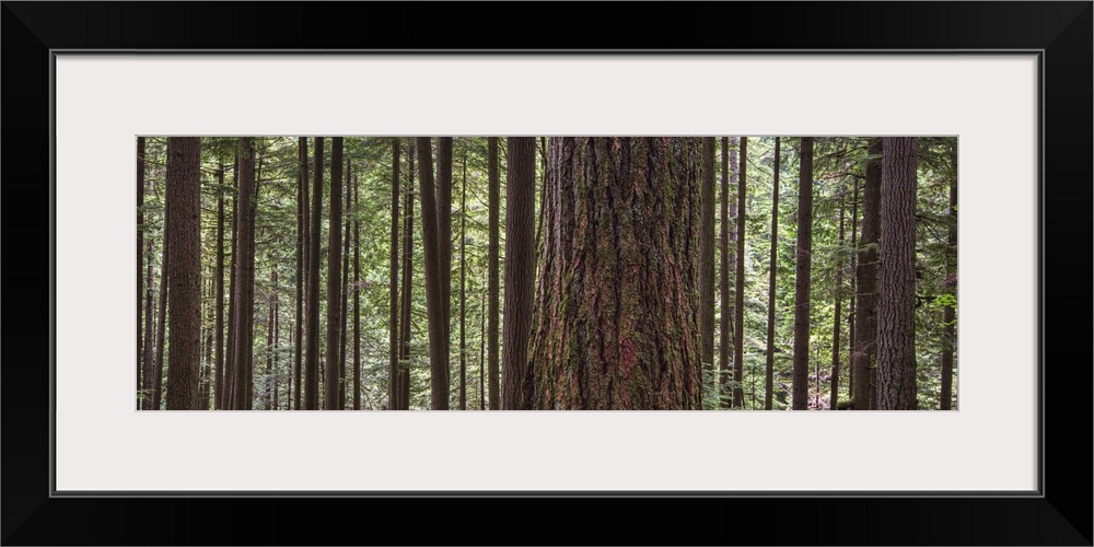 Forest On The Hillside Of Grouse Mountain, North Vancouver, British Columbia, Canada