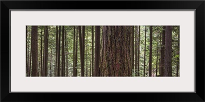 Forest On The Hillside Of Grouse Mountain, North Vancouver, British Columbia, Canada